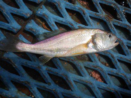 オリジナルメーカー海づり公園(市原市海づり施設) 釣果