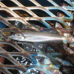 オリジナルメーカー海づり公園(市原市海づり施設) 釣果