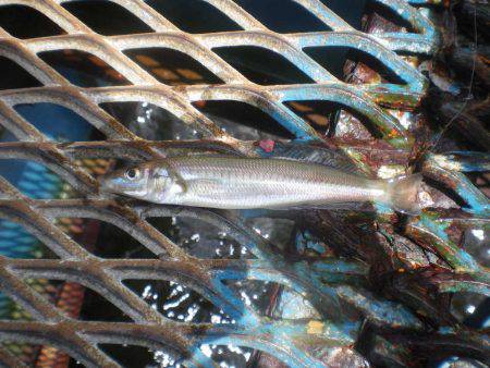 オリジナルメーカー海づり公園(市原市海づり施設) 釣果