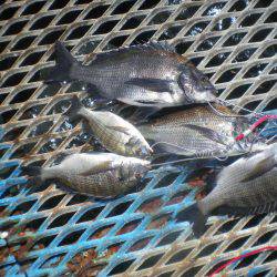 オリジナルメーカー海づり公園(市原市海づり施設) 釣果