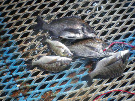オリジナルメーカー海づり公園(市原市海づり施設) 釣果