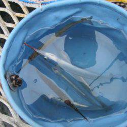 オリジナルメーカー海づり公園(市原市海づり施設) 釣果