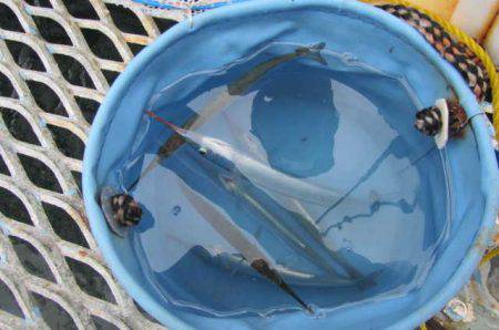 オリジナルメーカー海づり公園(市原市海づり施設) 釣果