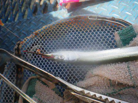 オリジナルメーカー海づり公園(市原市海づり施設) 釣果