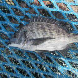 オリジナルメーカー海づり公園(市原市海づり施設) 釣果