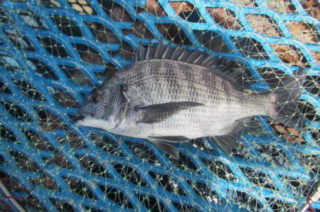 オリジナルメーカー海づり公園(市原市海づり施設) 釣果