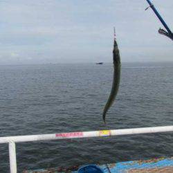 オリジナルメーカー海づり公園(市原市海づり施設) 釣果