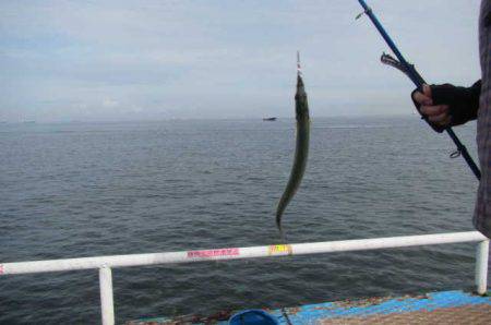 オリジナルメーカー海づり公園(市原市海づり施設) 釣果