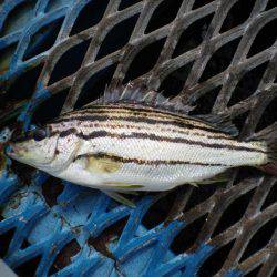 オリジナルメーカー海づり公園(市原市海づり施設) 釣果