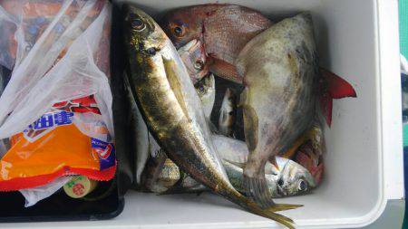 泉州丸 釣果
