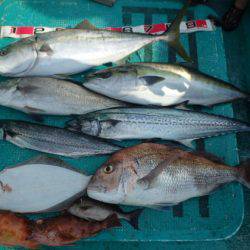 清和丸 釣果