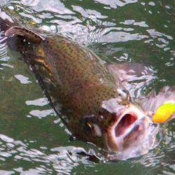 小菅トラウトガーデン 釣果