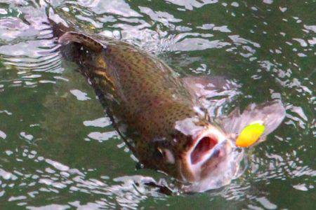 小菅トラウトガーデン 釣果