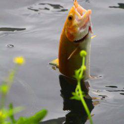 小菅トラウトガーデン 釣果