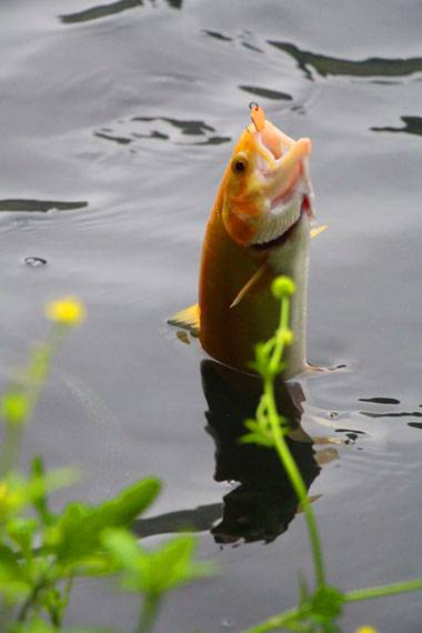 小菅トラウトガーデン 釣果