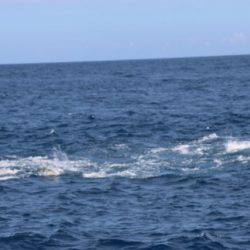 へいみつ丸 釣果