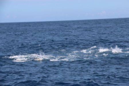 へいみつ丸 釣果