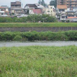 狩野川(狩野川漁業協同組合) 釣果