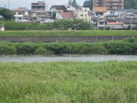 狩野川(狩野川漁業協同組合) 釣果