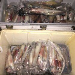 幸風（さちかぜ） 釣果