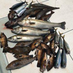 ふじしめ丸 釣果