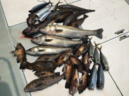 ふじしめ丸 釣果