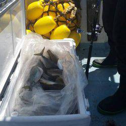 第五慶門丸 釣果