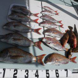 遊漁船 幸友丸 釣果