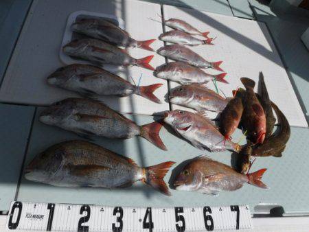 遊漁船 幸友丸 釣果