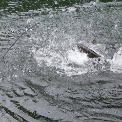 小菅トラウトガーデン 釣果