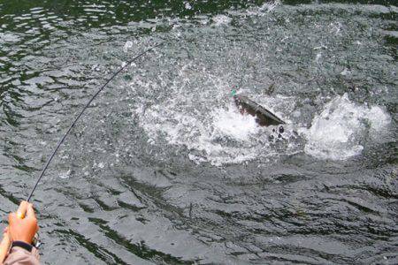 小菅トラウトガーデン 釣果