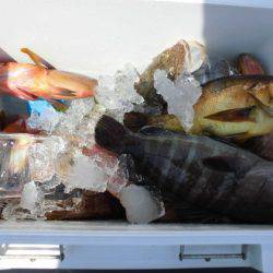 大進丸(新潟) 釣果