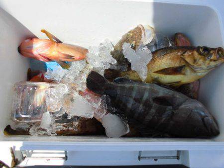 大進丸(新潟) 釣果