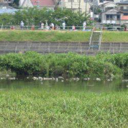 狩野川(狩野川漁業協同組合) 釣果