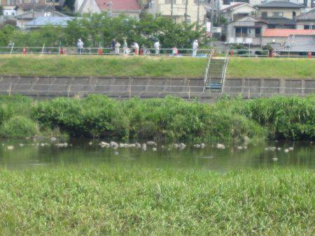 狩野川(狩野川漁業協同組合) 釣果