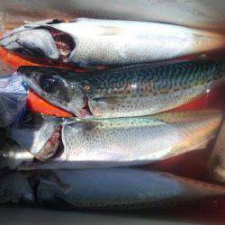 遊漁船 新鋭丸 釣果