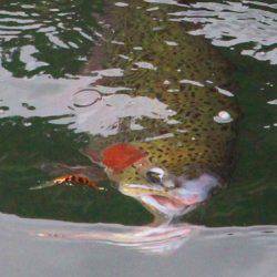 小菅トラウトガーデン 釣果