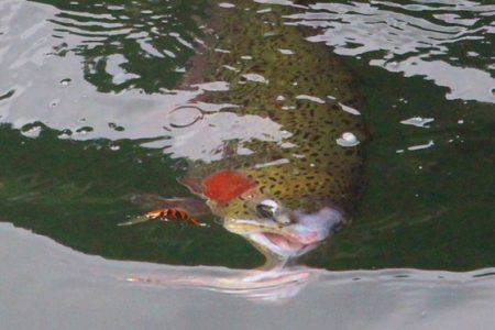 小菅トラウトガーデン 釣果