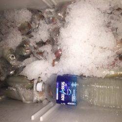 幸風（さちかぜ） 釣果