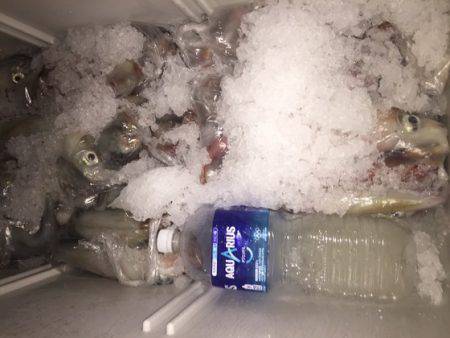 幸風（さちかぜ） 釣果