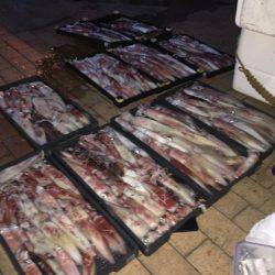 幸風（さちかぜ） 釣果