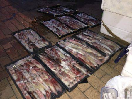 幸風（さちかぜ） 釣果