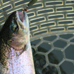 小菅トラウトガーデン 釣果