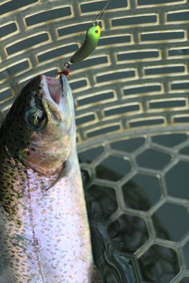 小菅トラウトガーデン 釣果