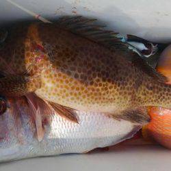 遊漁船 新鋭丸 釣果