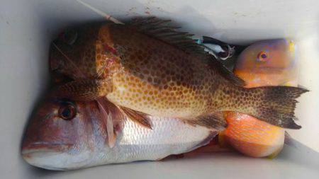 遊漁船 新鋭丸 釣果