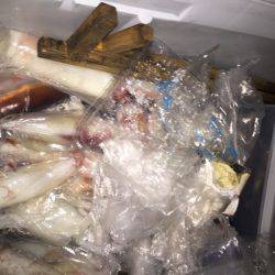 幸風（さちかぜ） 釣果