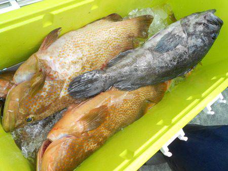 こうゆう丸 釣果