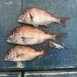 フィッシングガイド りょう 釣果