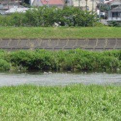 狩野川(狩野川漁業協同組合) 釣果